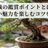 盆栽の鑑賞ポイントとは？奥深い魅力を楽しむコツを解説