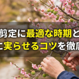 梅の剪定に最適な時期とは？上手に実らせるコツを徹底解説