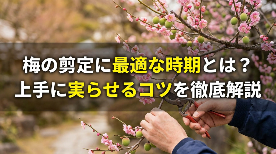 梅の剪定に最適な時期とは？上手に実らせるコツを徹底解説