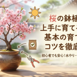 桜の鉢植えを上手に育てるには？基本の育て方やコツを徹底解説