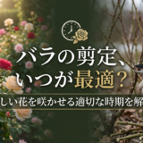バラの剪定、いつが最適?美しい花を咲かせる適切な時期を解説