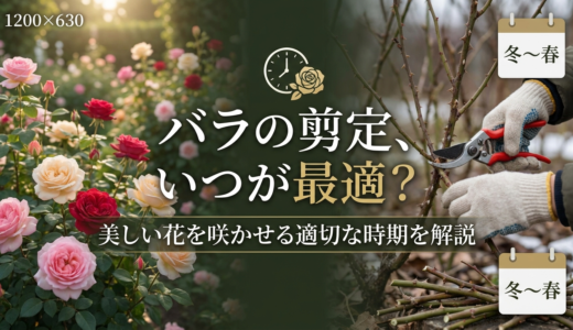 バラの剪定、いつが最適？美しい花を咲かせる適切な時期を解説