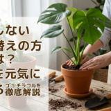 失敗しない植え替えの方法とは?植物を元気に育てるコツを徹底解説