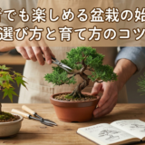 初心者でも楽しめる盆栽の始め方。樹種の選び方と育て方のコツを解説