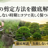 松の剪定方法を徹底解説。失敗しない時期とコツで美しく保つには？