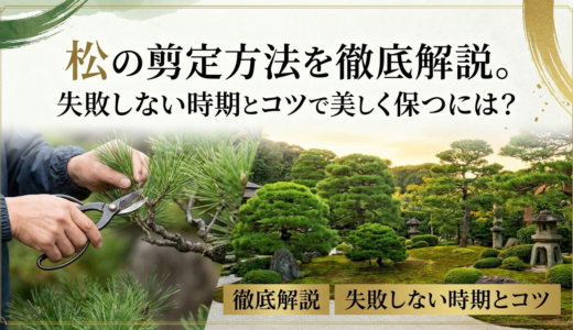 松の剪定方法を徹底解説。失敗しない時期とコツで美しく保つには？