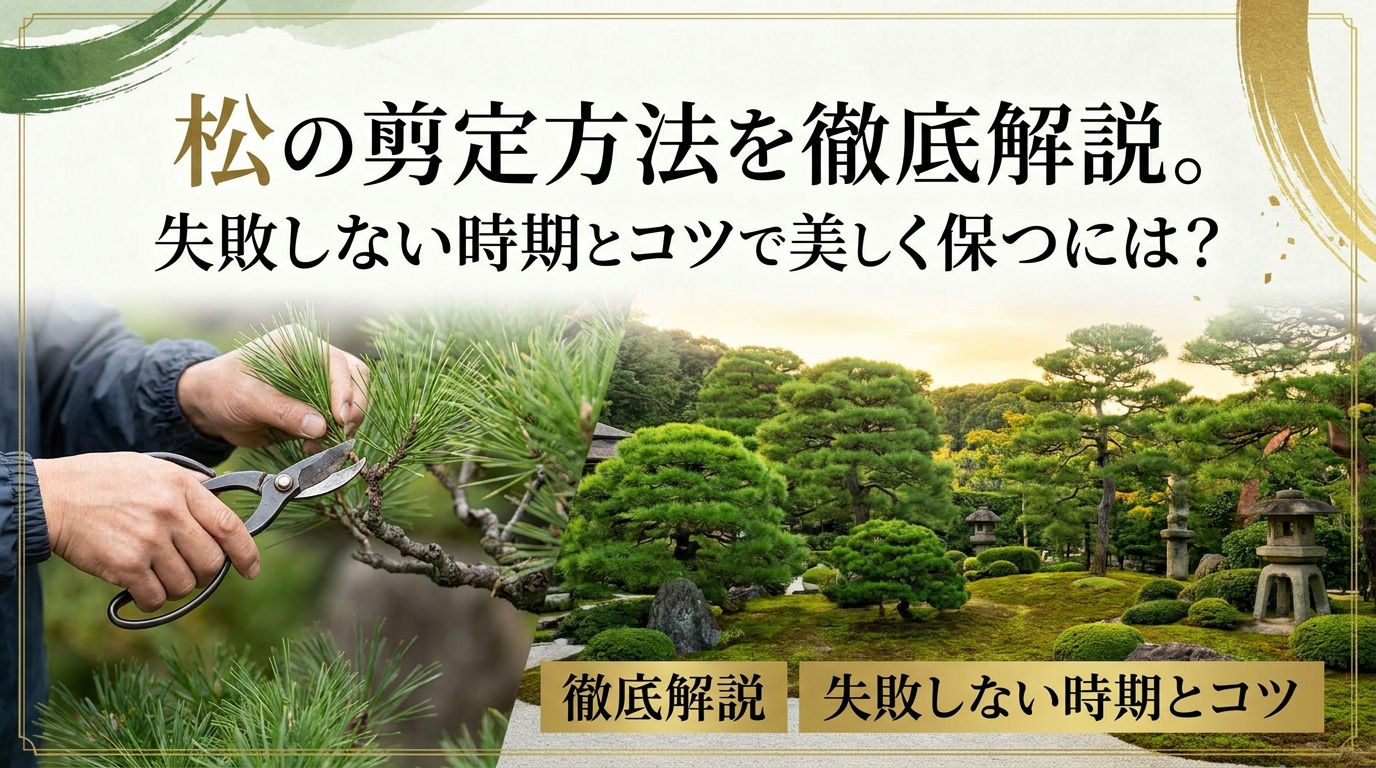 松の剪定方法を徹底解説。失敗しない時期とコツで美しく保つには？