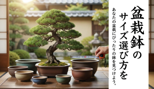 盆栽鉢のサイズ選び方を徹底解説。あなたの盆栽にぴったりの鉢を見つけよう。