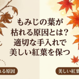 もみじの葉が枯れる原因とは?適切な手入れで美しい紅葉を保つ