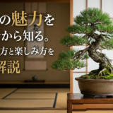 盆栽の魅力を初心者から知る。美しい見方と楽しみ方を徹底解説