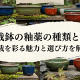 盆栽鉢の釉薬の種類とは?盆栽を彩る魅力と選び方を解説