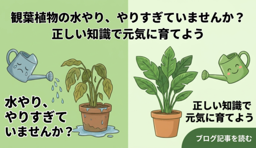 観葉植物の水やり、やりすぎていませんか？正しい知識で元気に育てよう