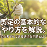 剪定の基本的なやり方を解説。初心者でもできる適切な手順とは？