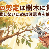 真夏の剪定は樹木に負担?失敗しないための注意点を解説