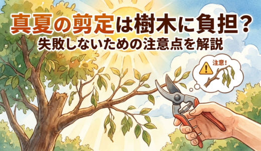 真夏の剪定は樹木に負担？失敗しないための注意点を解説
