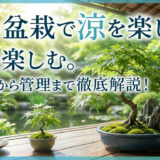夏の盆栽で涼を楽しむ。選び方から管理まで徹底解説!