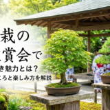 盆栽の夏の鑑賞会で見るべき魅力とは？見どころと楽しみ方を解説