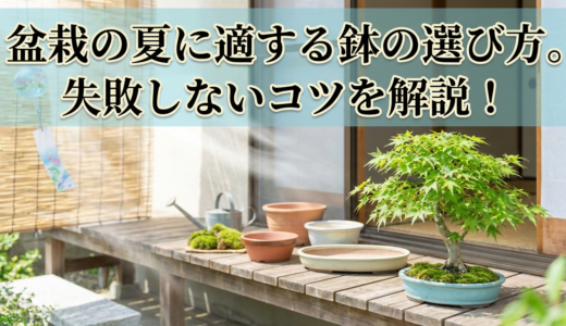 盆栽の夏に適する鉢の選び方。失敗しないコツを解説！