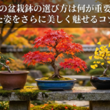 秋の盆栽鉢の選び方は何が重要？紅葉した姿をさらに美しく魅せるコツを解説