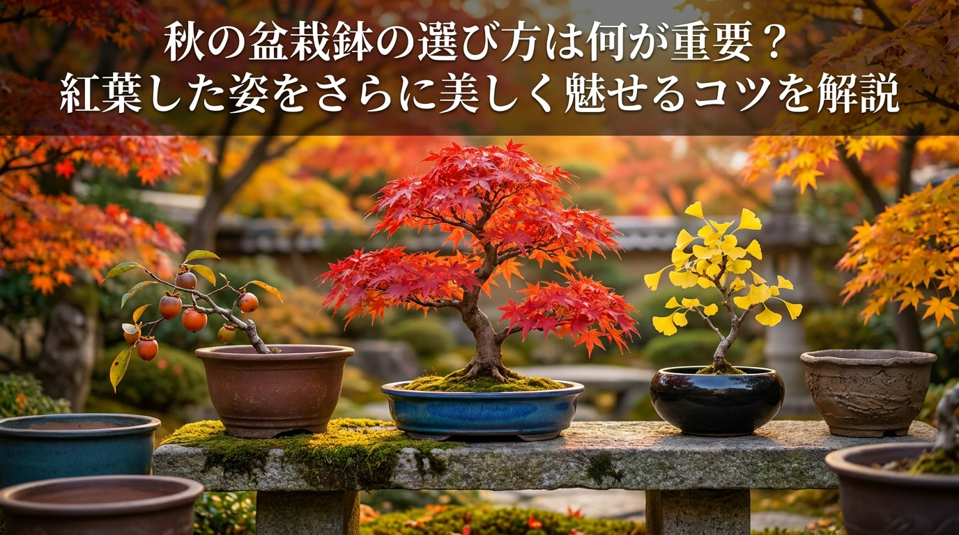 秋の盆栽鉢の選び方は何が重要？紅葉した姿をさらに美しく魅せるコツを解説