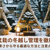 雑木盆栽の冬越し管理を徹底解説。寒さから守る最適な方法と注意点。