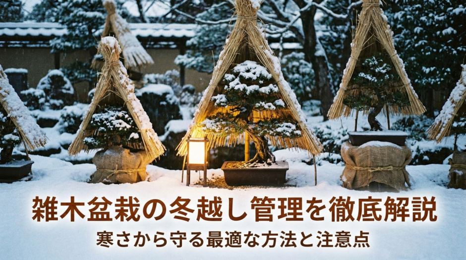 雑木盆栽の冬越し管理を徹底解説。寒さから守る最適な方法と注意点。