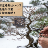 盆栽の冬の剪定時期はいつ？樹種ごとの最適な作業タイミングを徹底解説！