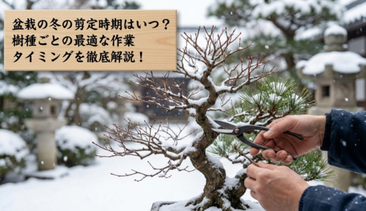 盆栽の冬の剪定時期はいつ？樹種ごとの最適な作業タイミングを徹底解説！