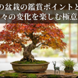 紅葉の盆栽の鑑賞ポイントとは？四季折々の変化を楽しむ極意を紹介