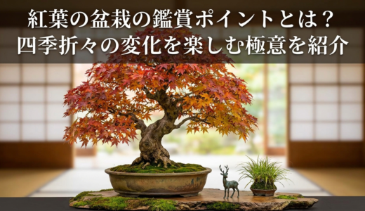 紅葉の盆栽の鑑賞ポイントとは？四季折々の変化を楽しむ極意を紹介