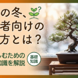 盆栽の冬、初心者向けの選び方とは？長く楽しむための基礎知識を解説