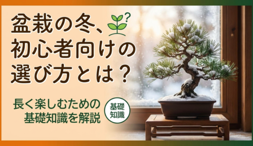 盆栽の冬、初心者向けの選び方とは？長く楽しむための基礎知識を解説